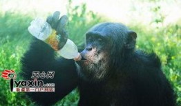 网红吃瓜像猩猩的是谁啊,揭秘“像猩猩”的吃瓜达人